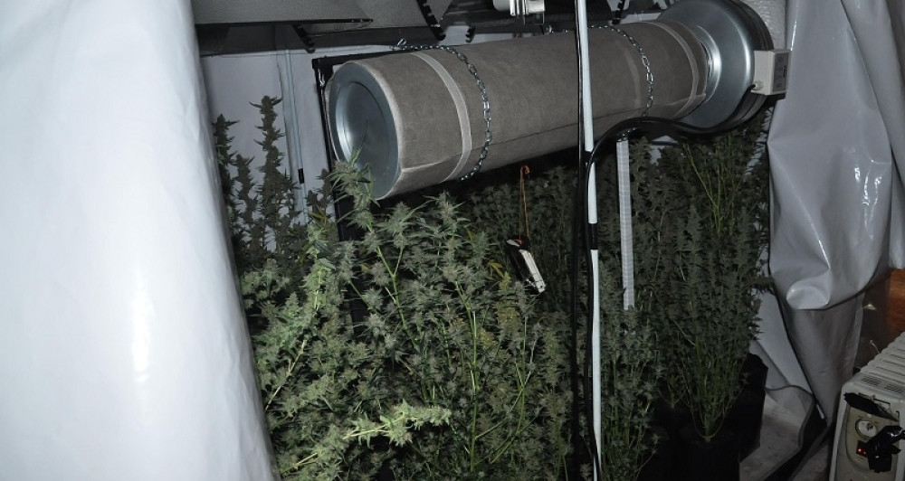 Zaplenjeno 20 kilograma marihuane u Nišu!