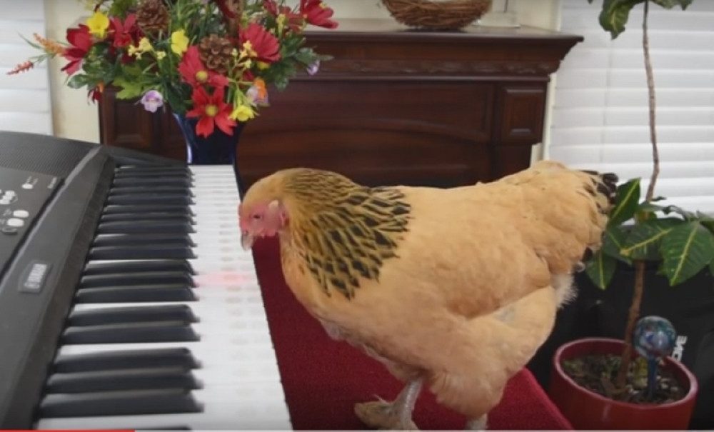 Objavljena pitanja sa PISA testa, zbog kojih je svaki treći 15-godišnjak u Srbiji nepismen! Da li biste mogli da odgovorite na njih?