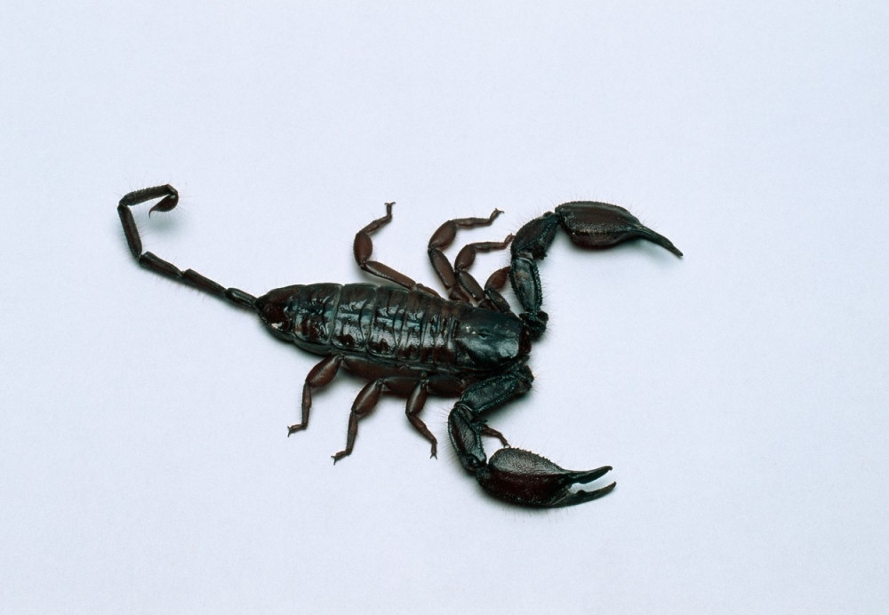 Putnika u avionu ubola škorpija!