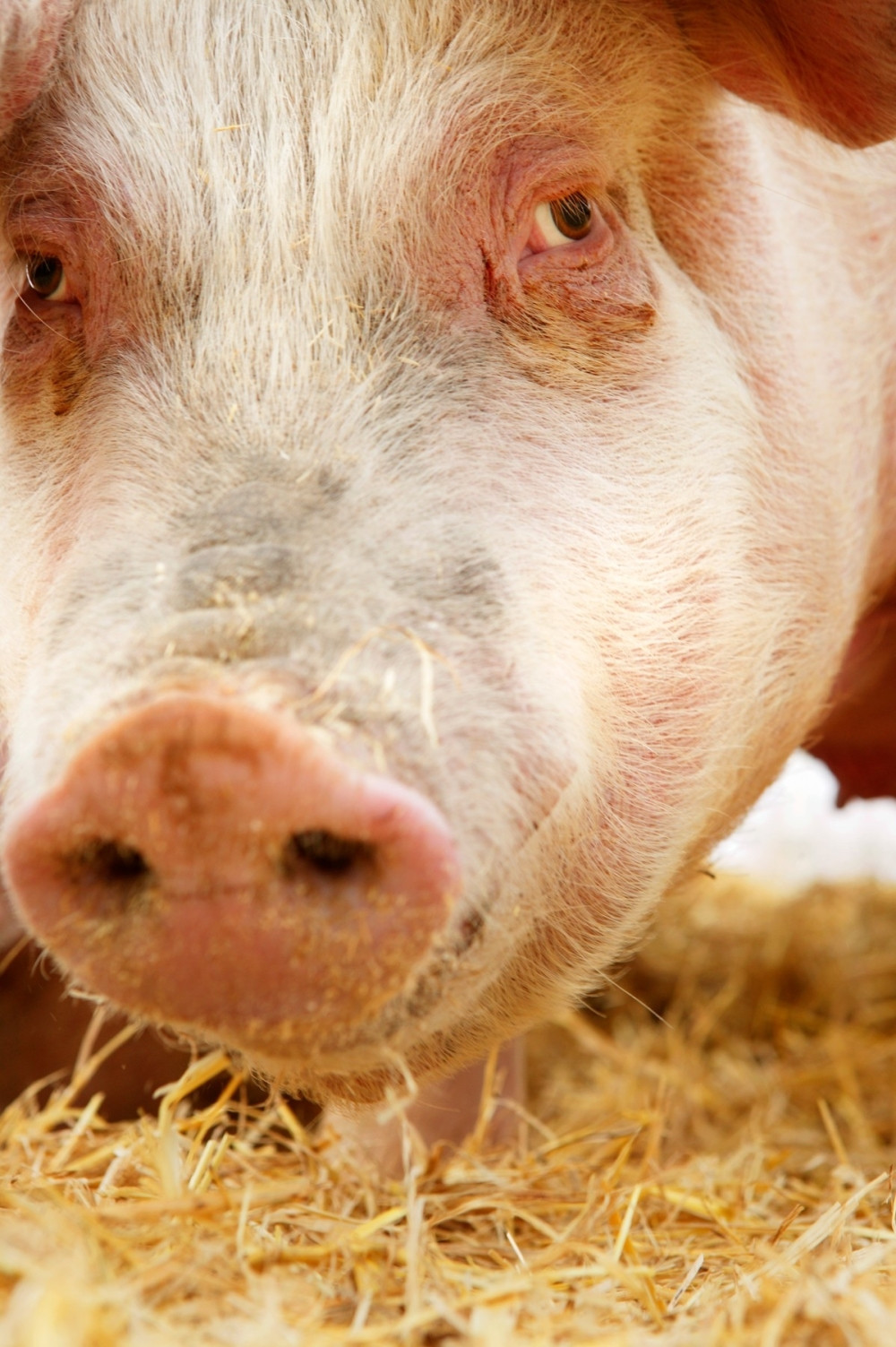 Naučnici korak bliže presađivanju svinjskih organa ljudima