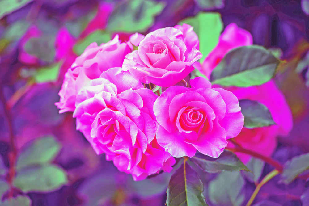 Upoznajte ruže, volećete ih još više