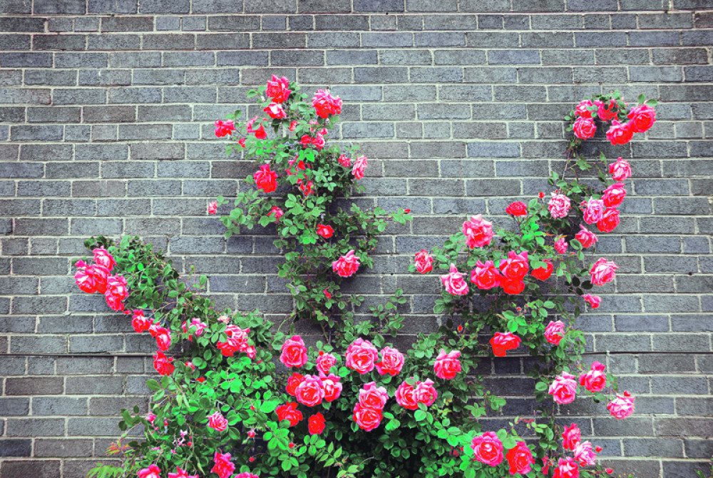 Ako ovako budete sadili i pripremali ruže godinama će davati bogate cvetne bokore!