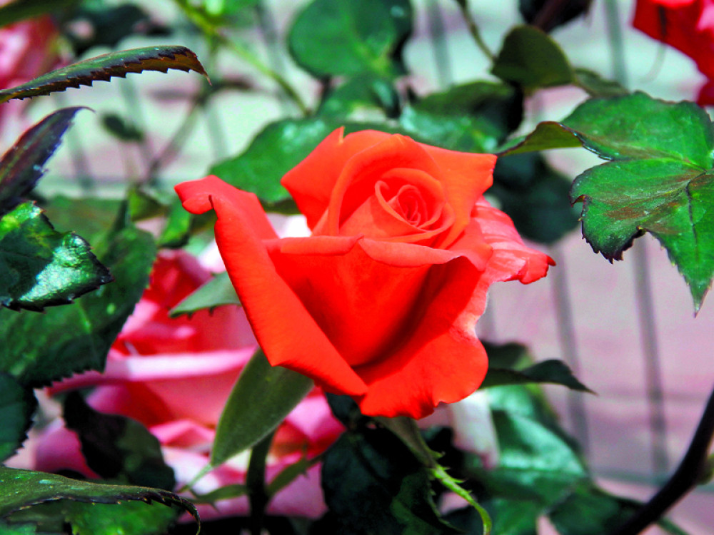 Napravite tonik za podmlađivanje od ovog cveta!