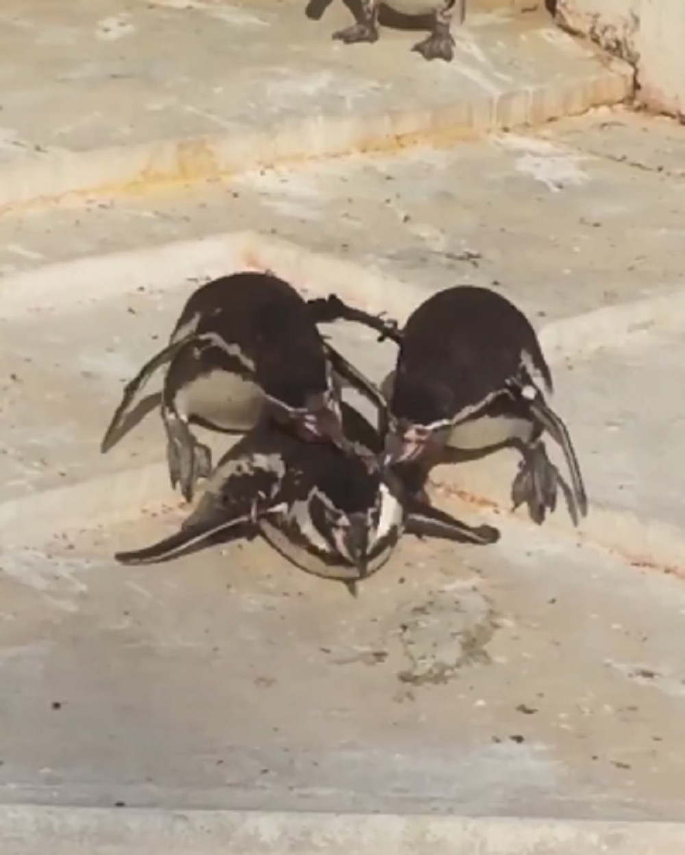 Evo šta se dešava kad pingvin prevari ženku (VIDEO)