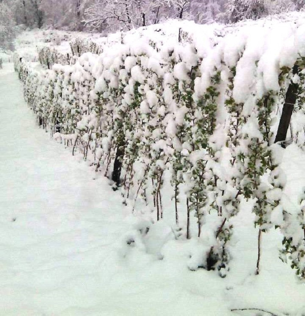 Još se beru maline na zapadu Srbije