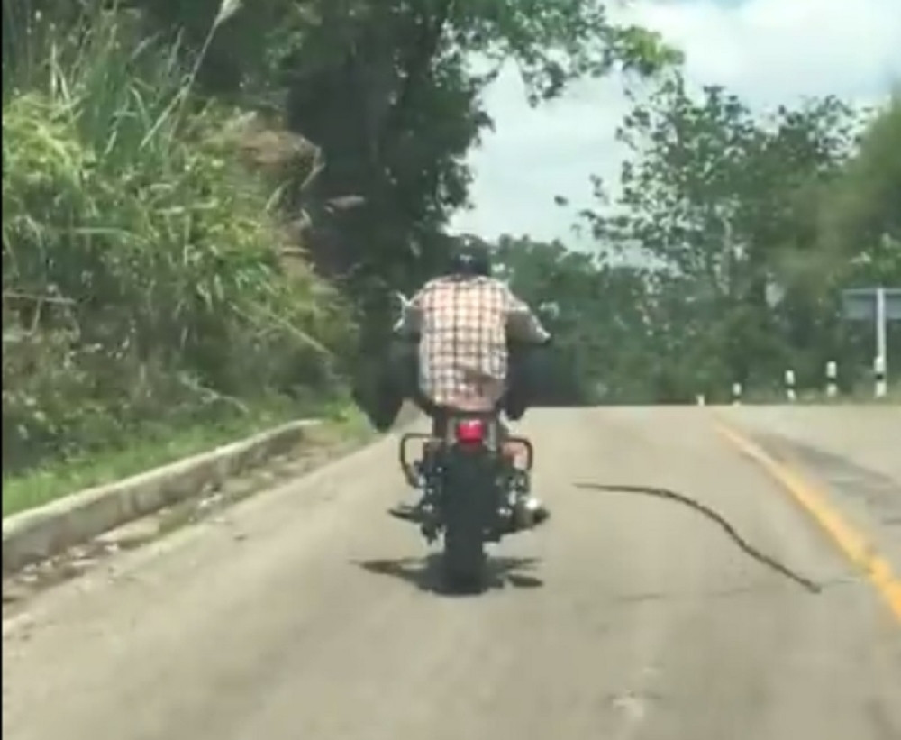 Zmija htela da ćapi motociklistu u pokretu!