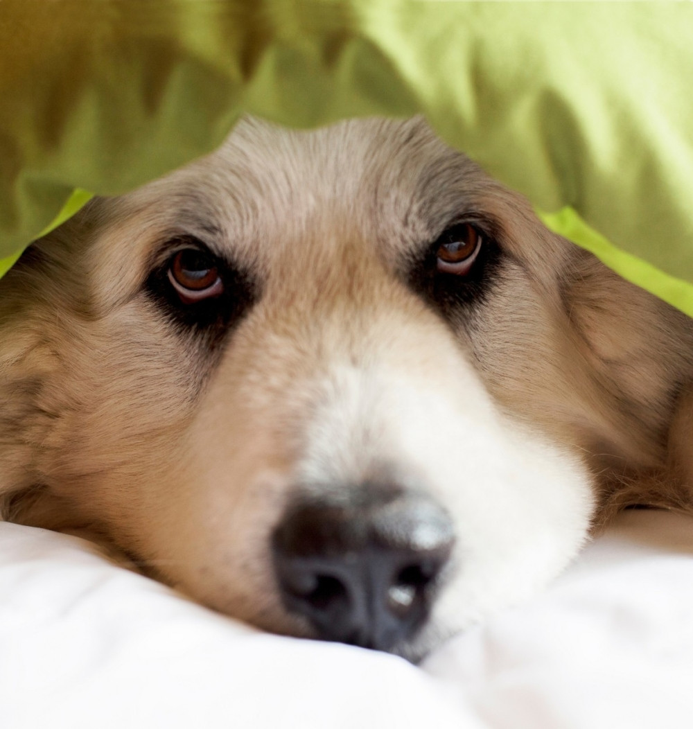 ŠIRE OZBILJNE BOLESTI Zvaničnici poludeli: Ljudi, prestanite da jedete pse i mačke!