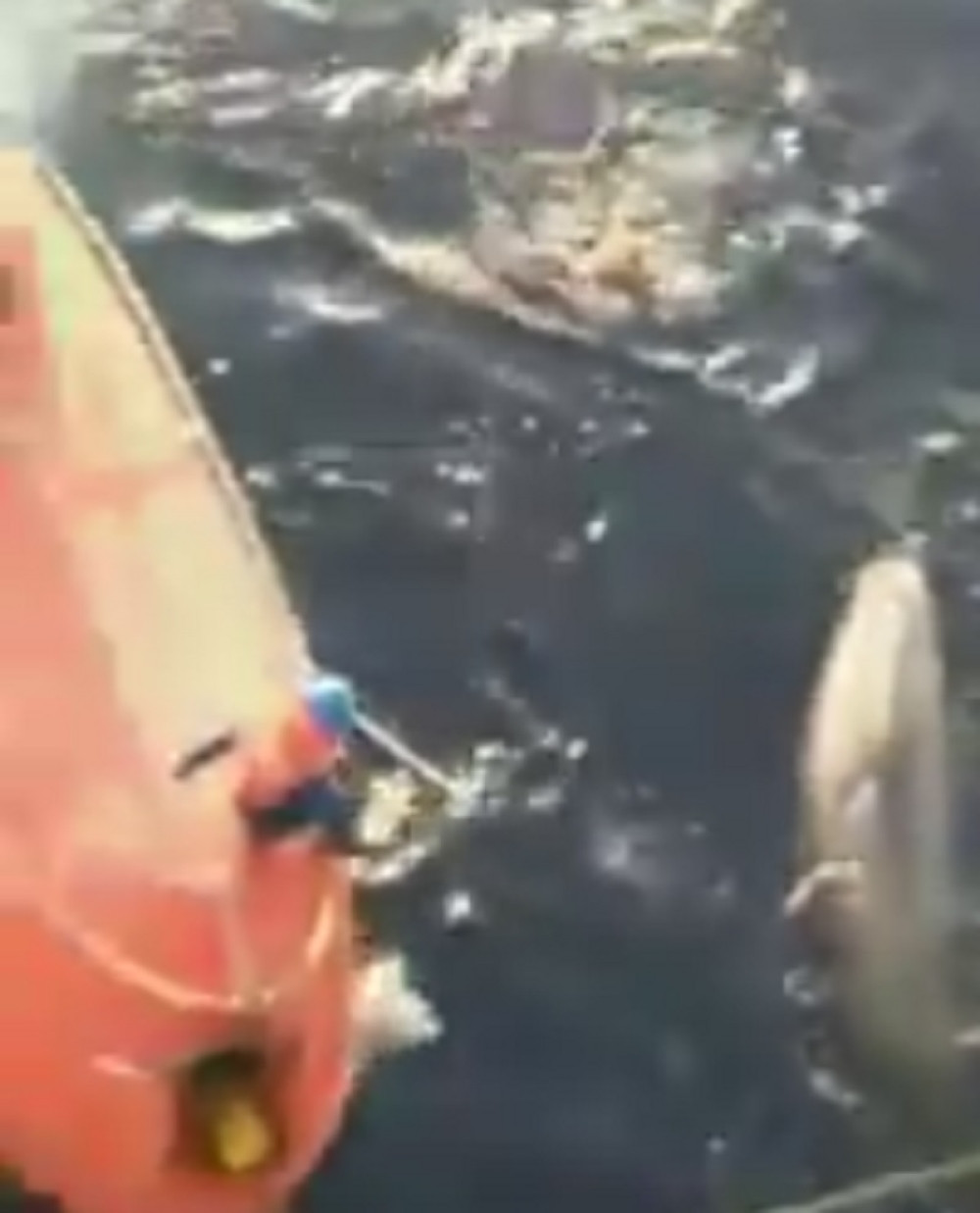 Mornar spasao "nežnog džina" u nevolji (VIDEO)