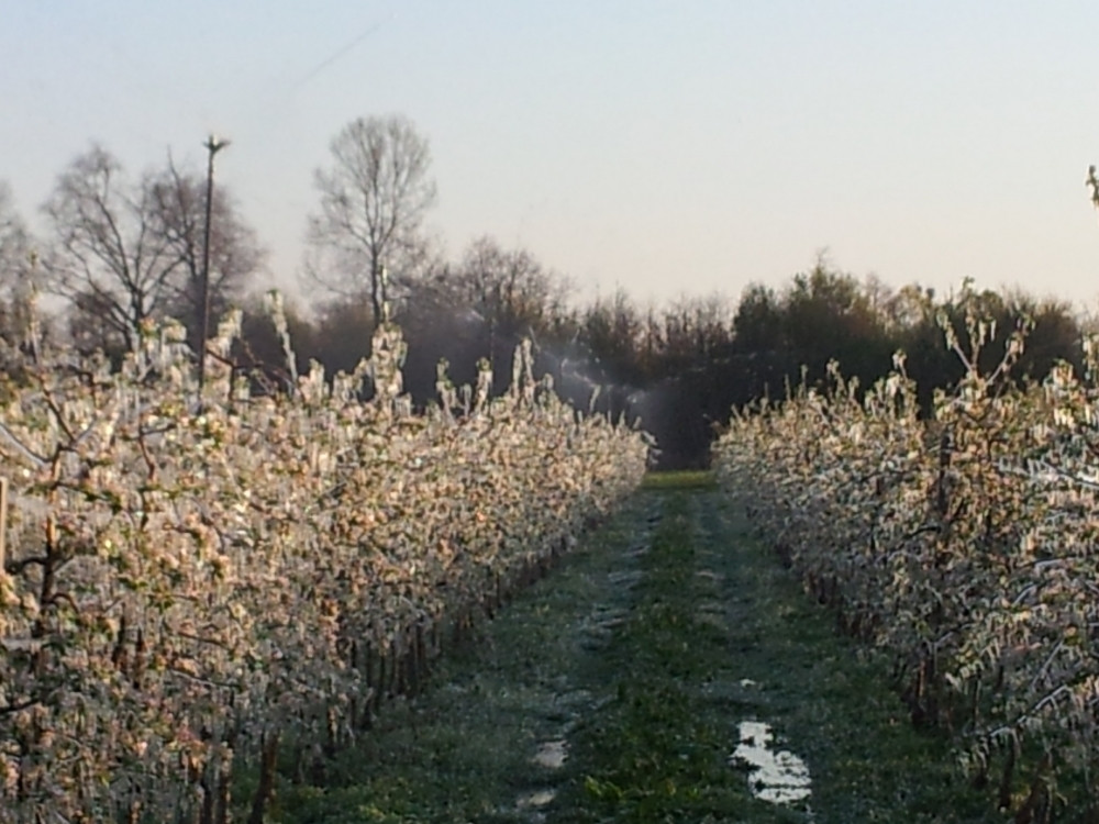 Mraz u opštini Blace načinio štetu od milijardu dinara!