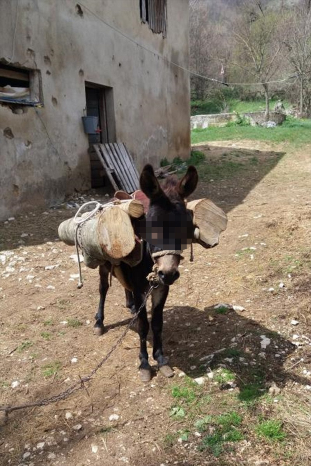 Sud oslobodio magarca, a razlog zbog kojeg je uhapšen je tek bizaran!