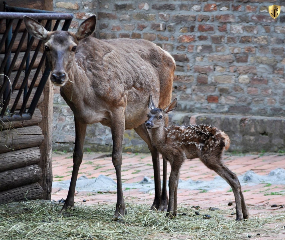 Beograd dobio Bambija!