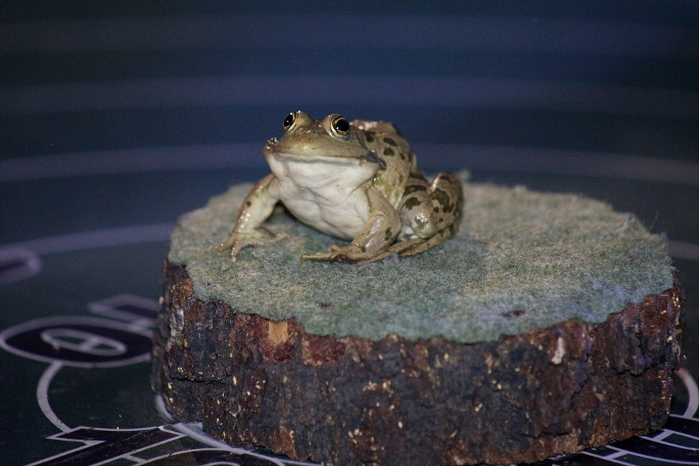 Ulovio žabu tešku šest kilograma! (FOTO)