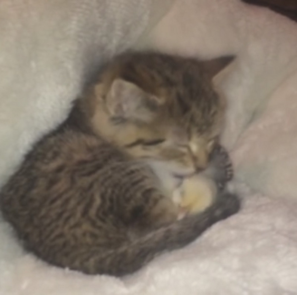 Ljubav mace i pileta raznežila je planetu (VIDEO)