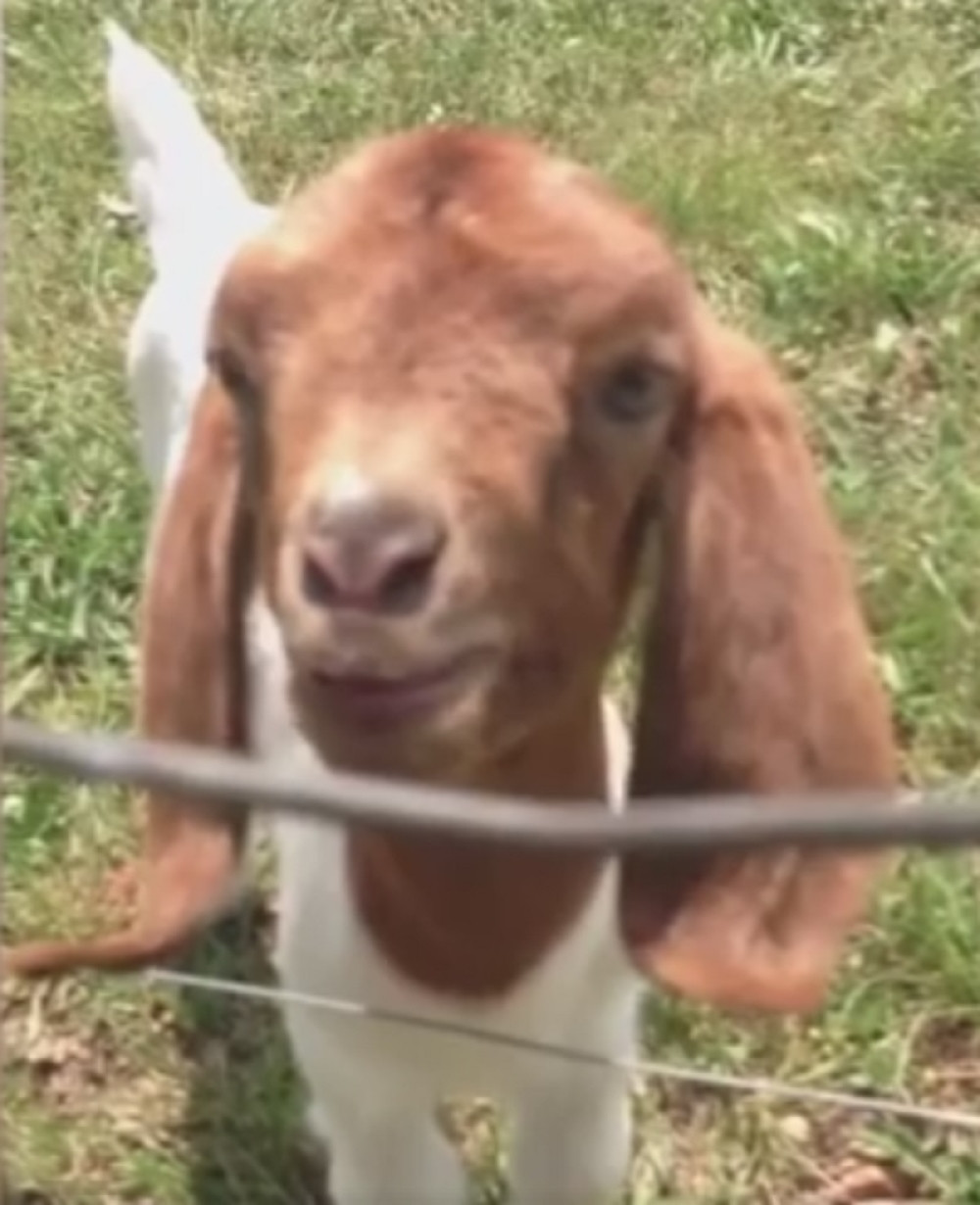 Hteo da nauči jare da priča, a onda se desilo ovo (VIDEO)