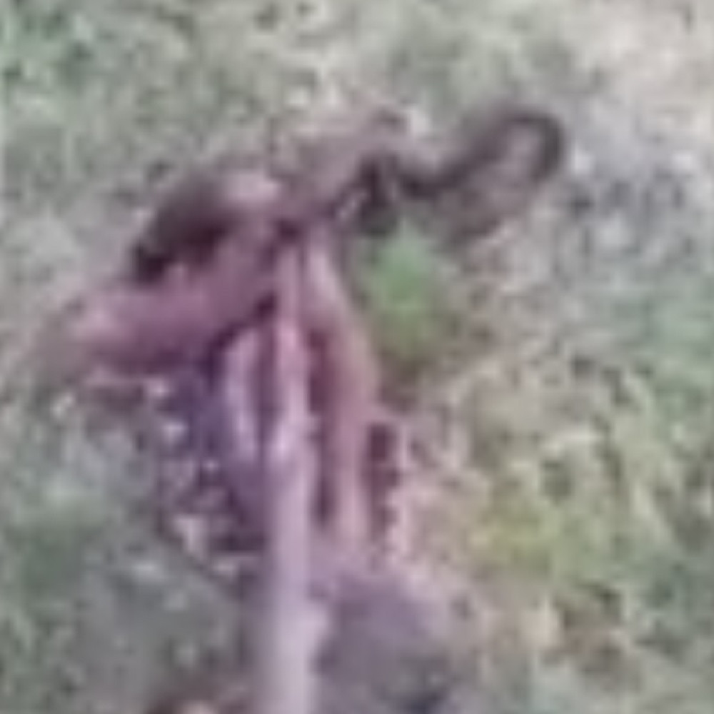 Bosanac jednim potezom ubio četiri poskoka (VIDEO)