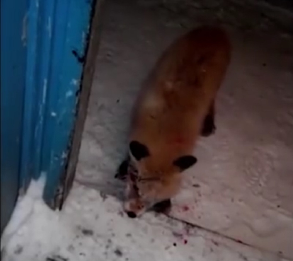 Zombi lisica pokušala da napadne čoveka (VIDEO)