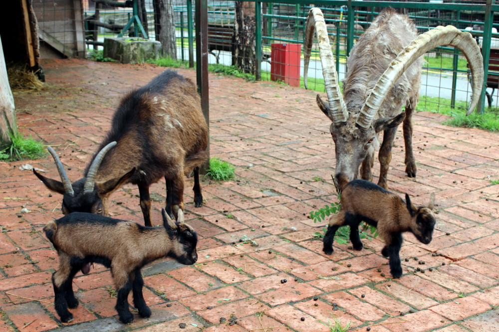 Zoovrt dobio nove stanare (FOTO)