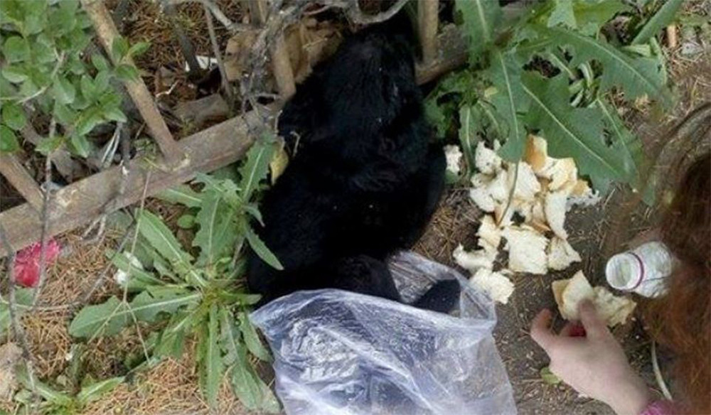 Štene ubijeno na svirep način!  (FOTO)