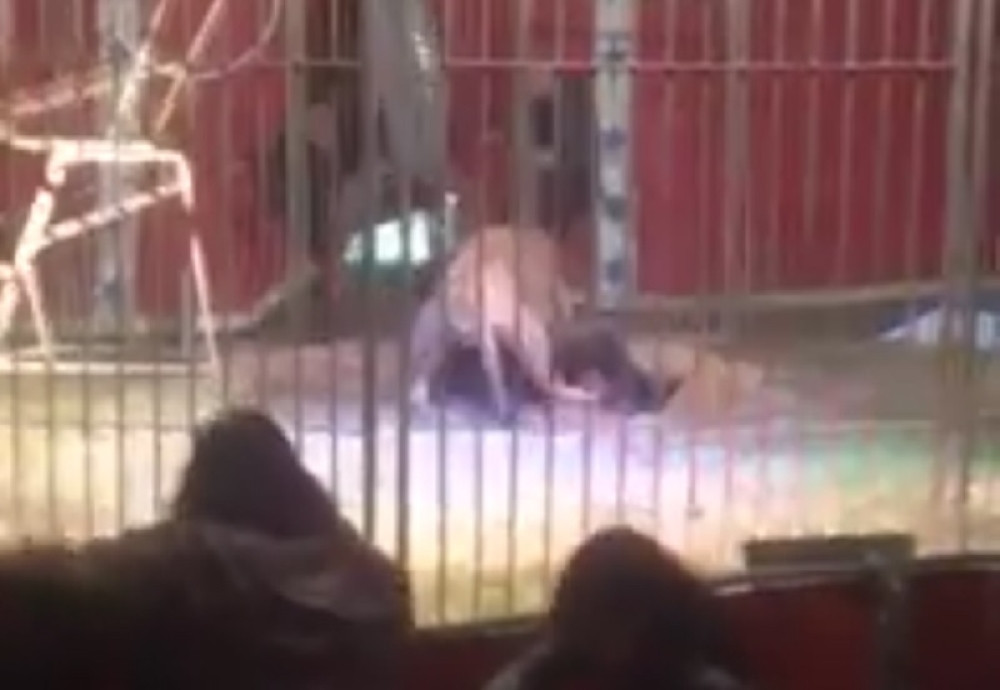 Lav rastrgao čoveka u cirkusu!