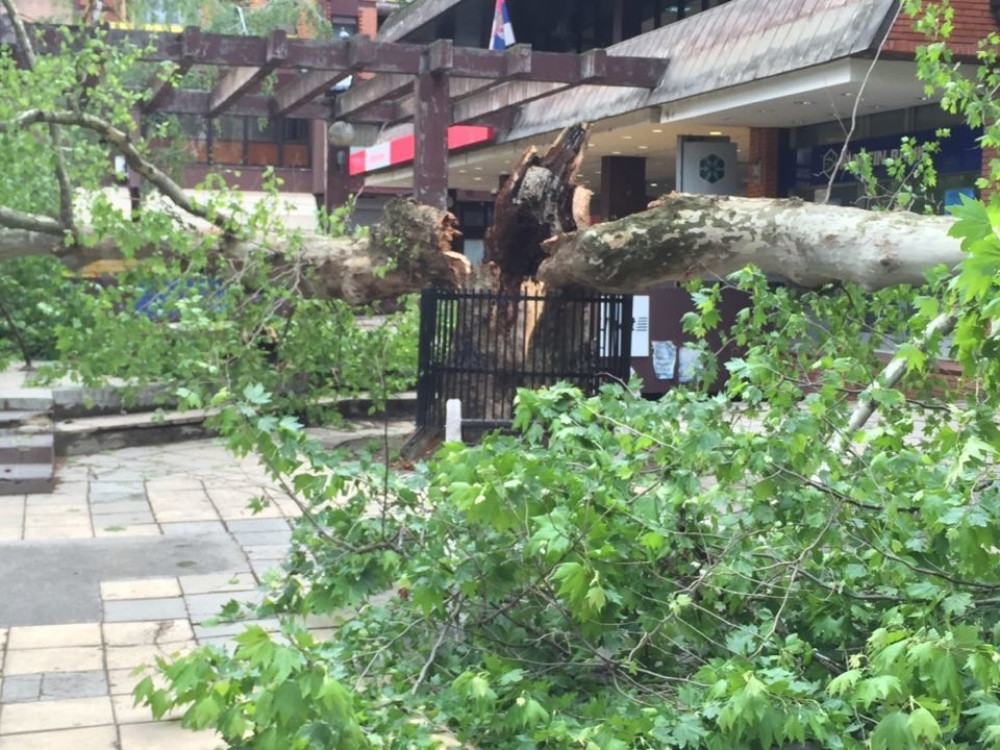 Srušilo se najstarije drvo u Čačku