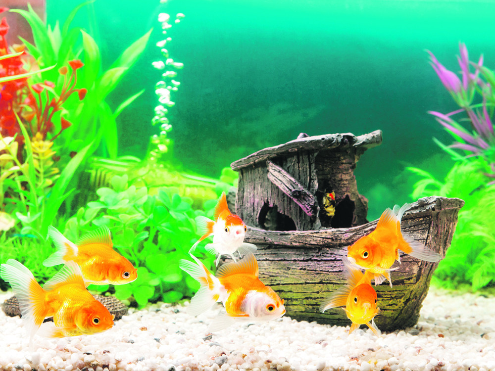 Akvarijum za početnike