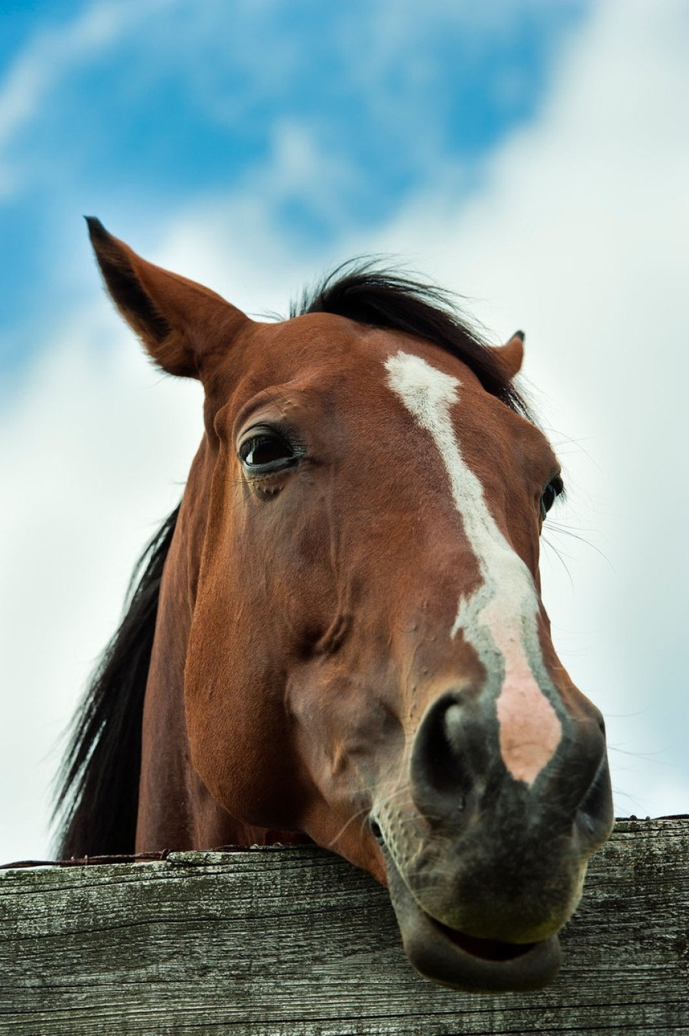 Na konju krijumčarili 128 kilograma skanka