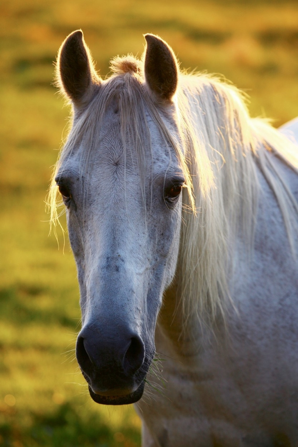 Jahanje konja pospešuje pamćenje!