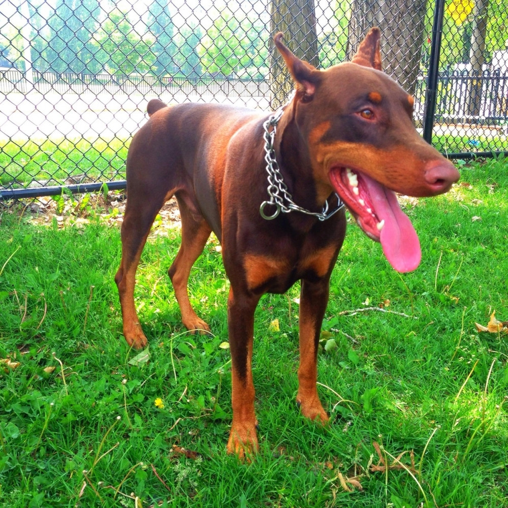 Pas napao dete na igralištu