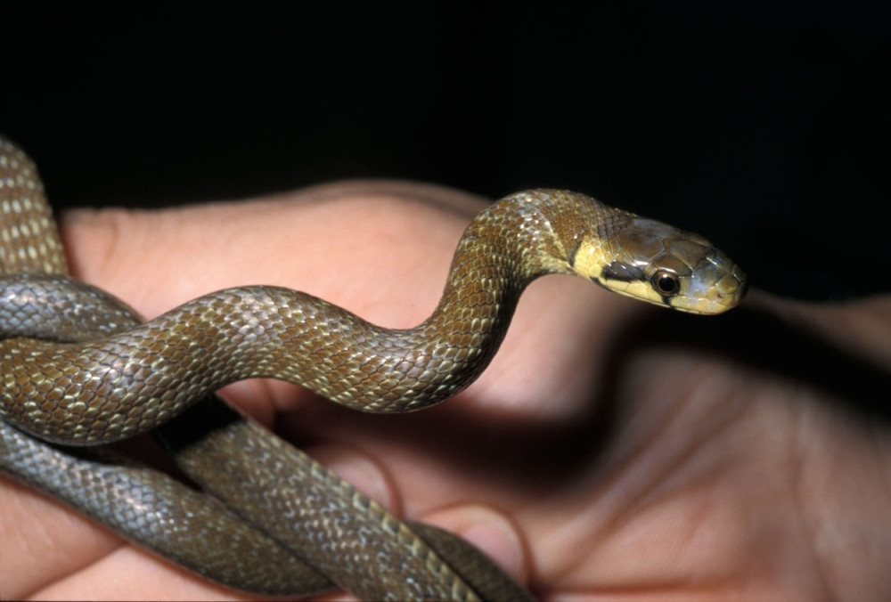 U maloj ulici u centru Beograda stanuje više od 300 zmija!