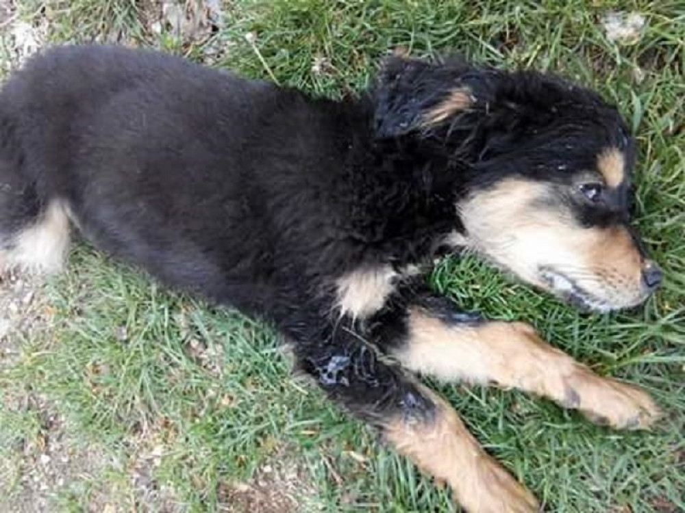 Monstrumi otrovali 20 pasa lutalica! (UZNEMIRUJUĆI FOTO)