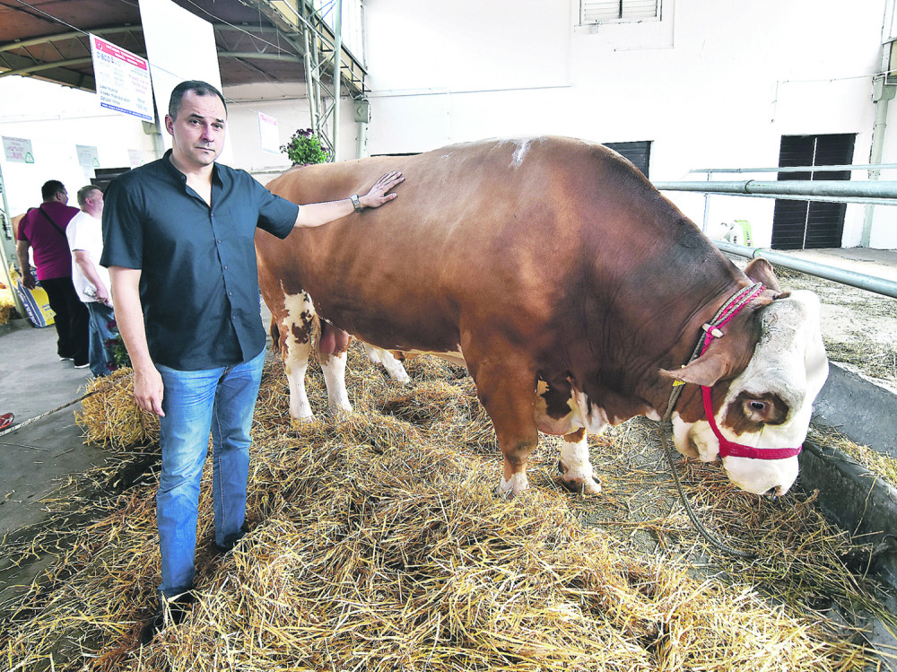 Bik Disko oplodio 150.000 krava!