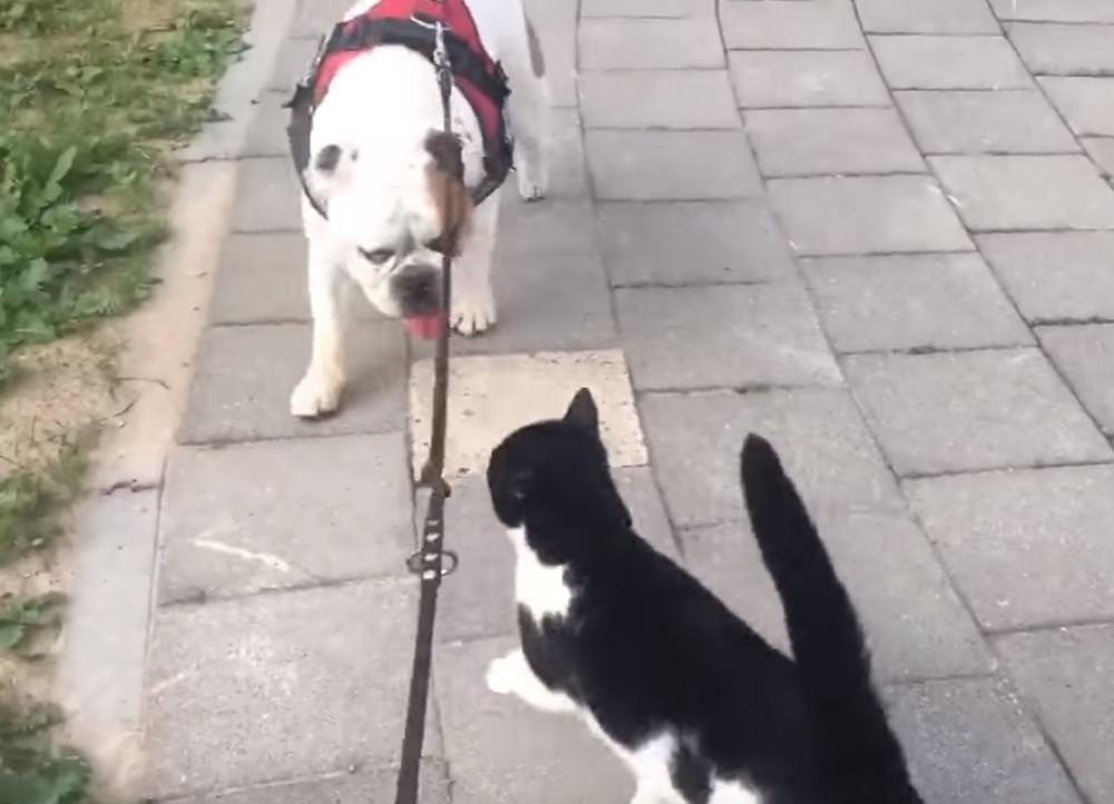 Maca želi da se druži sa psom i ne odustaje (VIDEO)