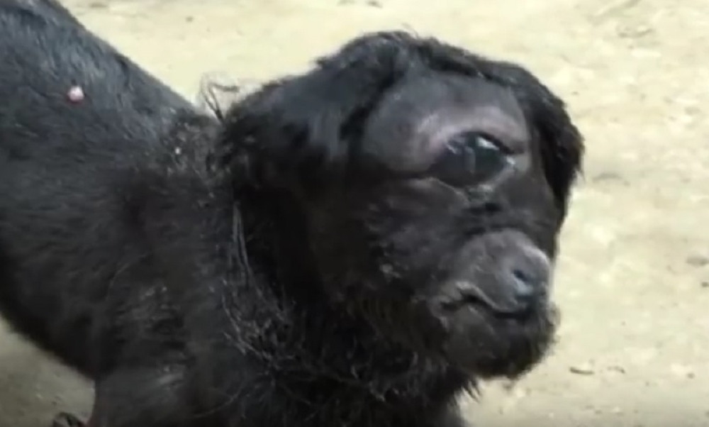 Rođeno jare s jednim okom (VIDEO)