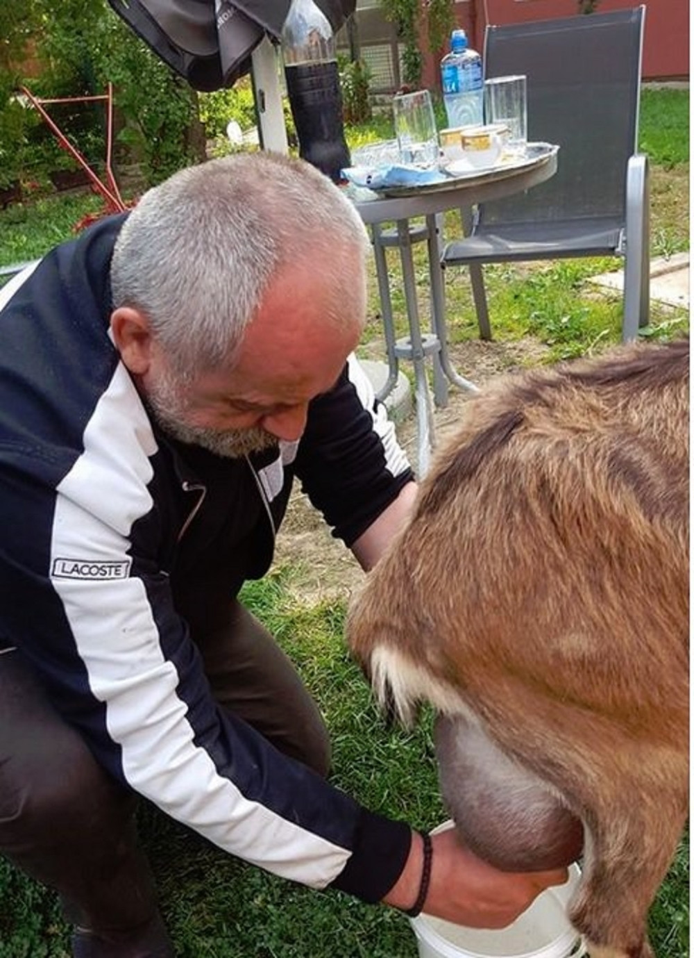 Pogledajte kako Rističević "spasava" kozu! (FOTO)