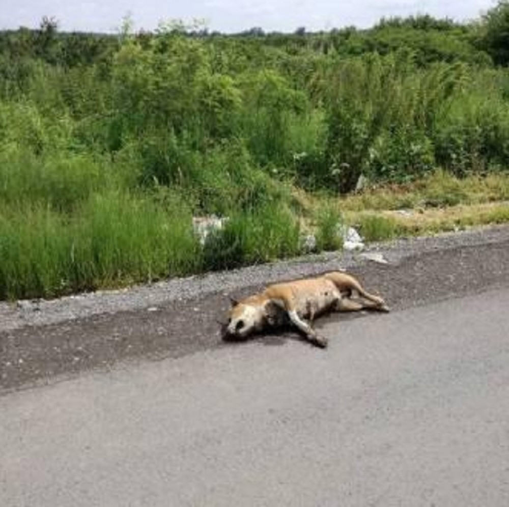 UZNEMIRUJUĆE~Preklan pas na putu (FOTO)