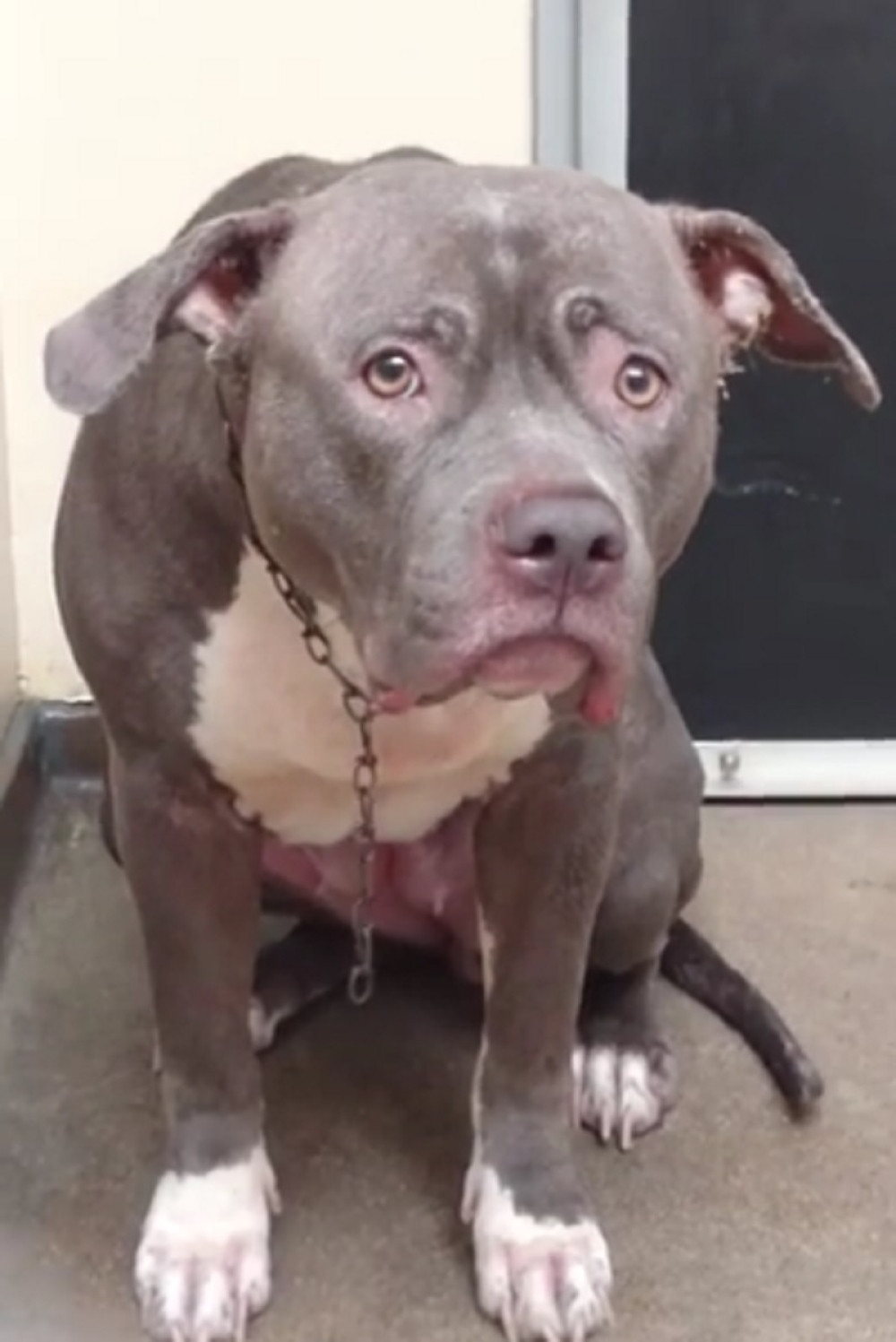 Pogled psa koji je shvatio da je napušten (VIDEO)