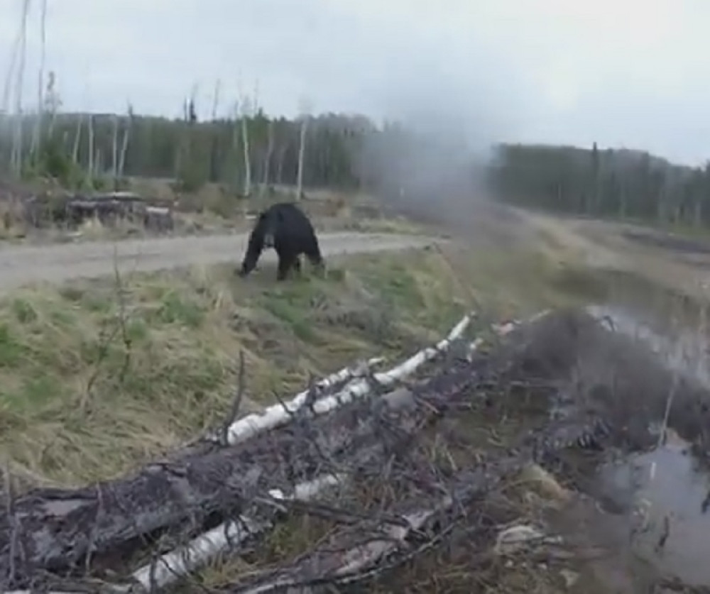 Medved napao lovca, usledio je šok (VIDEO)