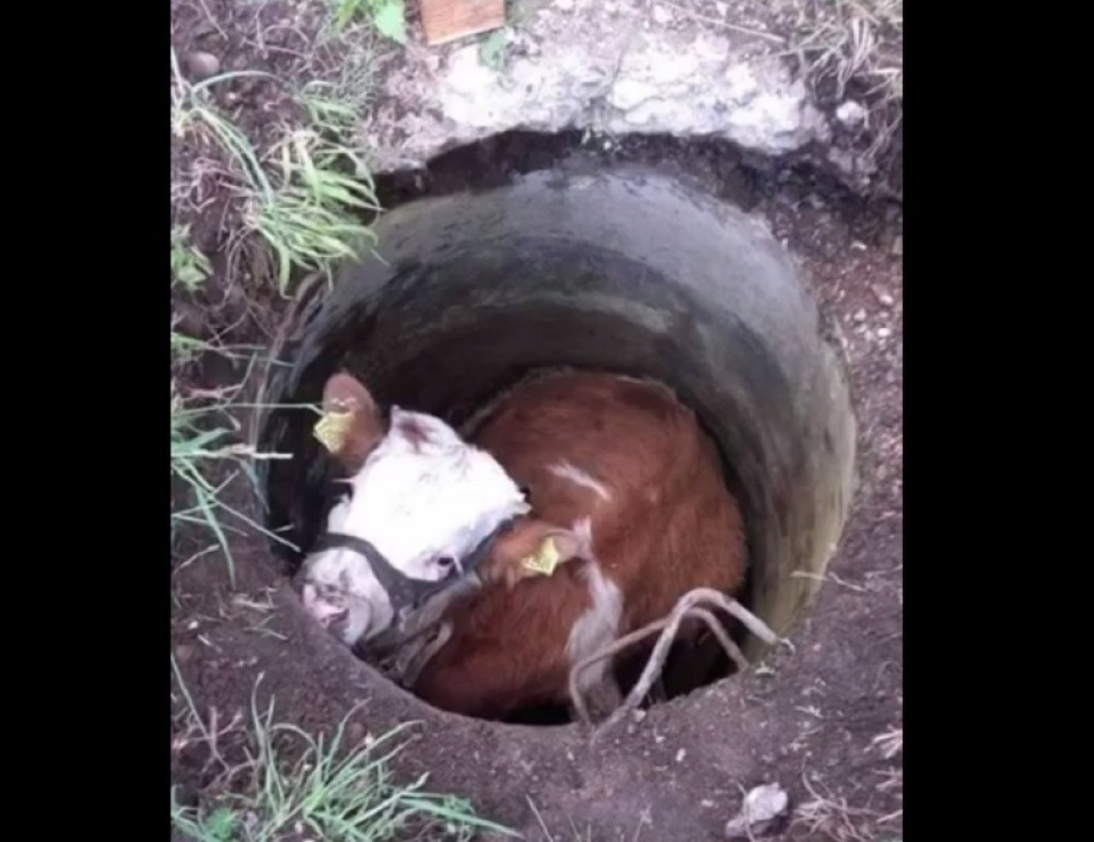 Spasli kravu koja je upala u šaht (VIDEO)