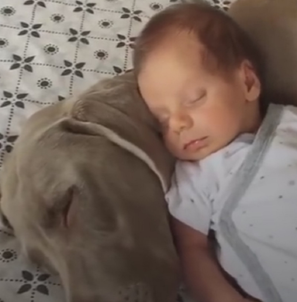 Nešto najslađe što ćete pogledati danas (VIDEO)