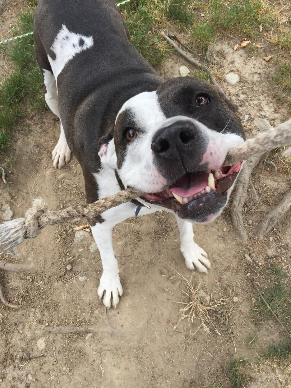 Pitbul izgrizao bebu na smrt (FOTO)