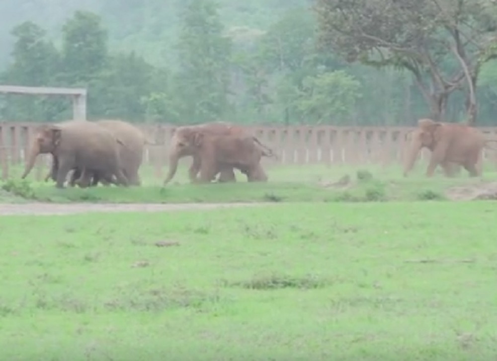 Slonovi dotrčali da spasu bebu u nevolji (VIDEO)