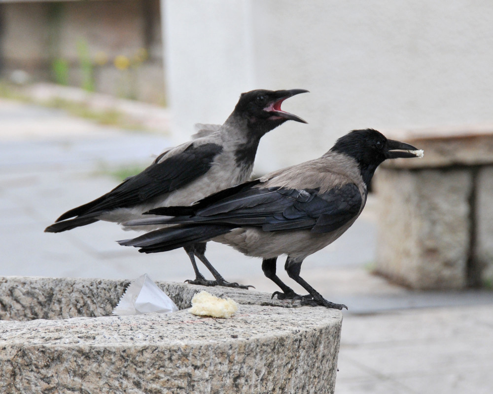 Vrane kljucaju ljude u glavu!
