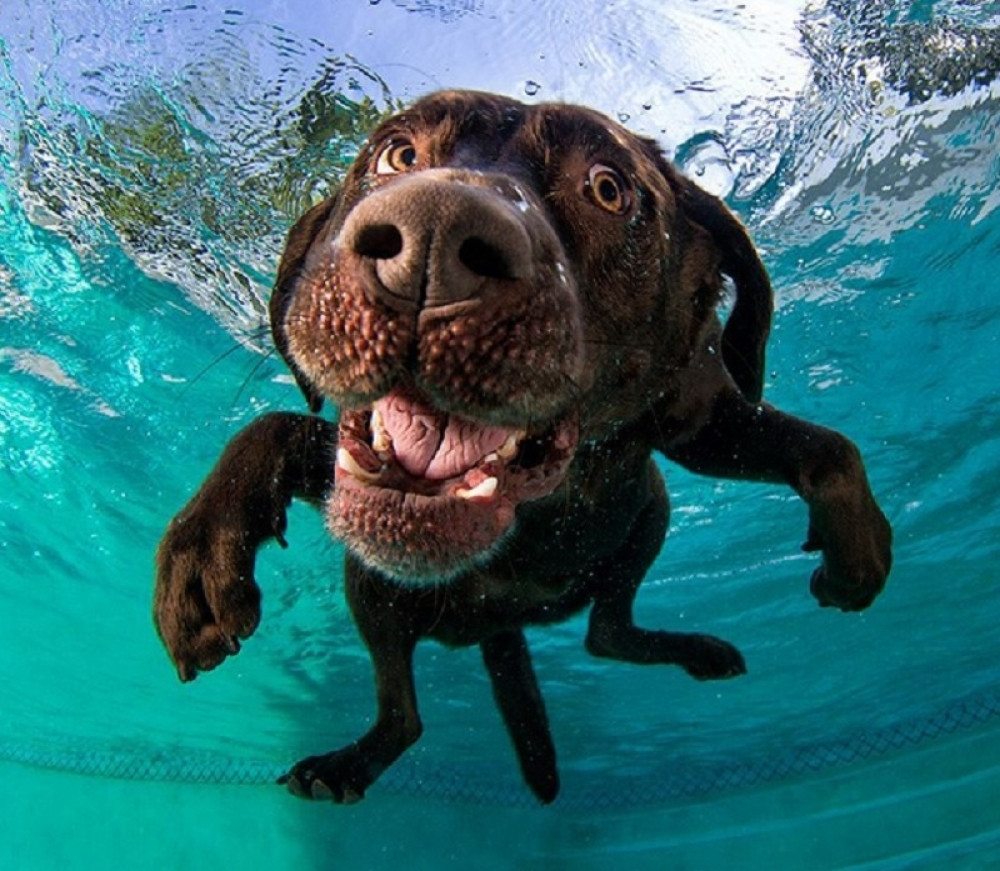 Ove fotke će vam izmamiti osmeh na lice