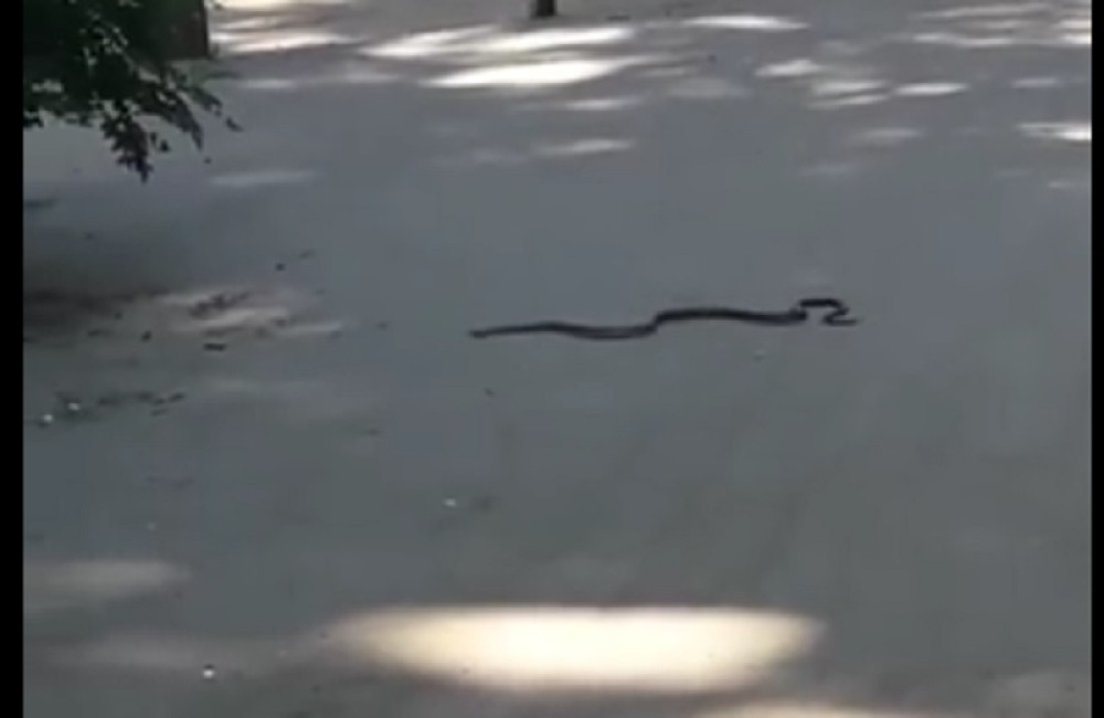 Beograđani prestravljeni, ZMIJA u centru grada!