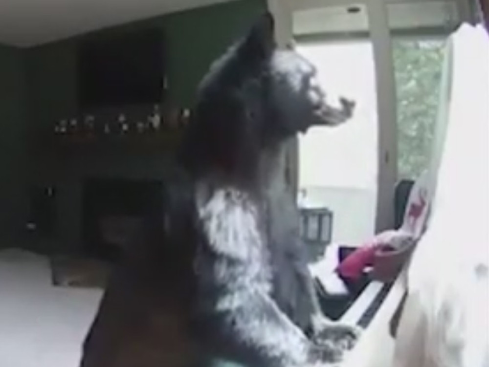 Grizli upao u kuću i "zasvirao" klavir! (VIDEO)
