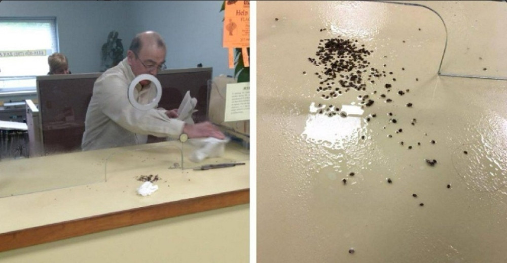 Amerikanac pustio stenice u gradsku upravu