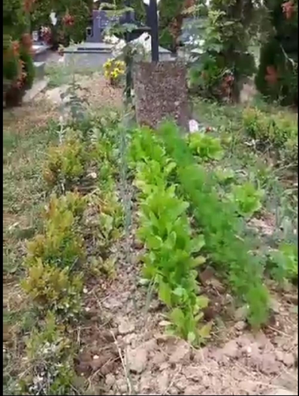 Ko uzgaja povrće na grobu moje majke?! (FOTO)