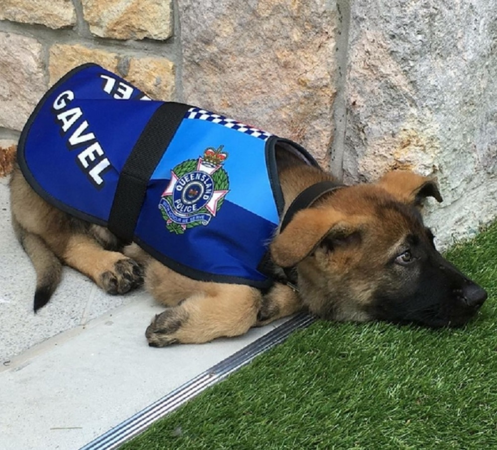 Trebalo je da postane policijski pas, ali je sudbina umešala prste (VIDEO)