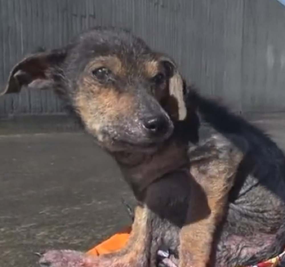 UZNEMIRUJUĆE~Odsekli mu nogu, izgladnjivali ga i bacili, a on im se revanširao (VIDEO)