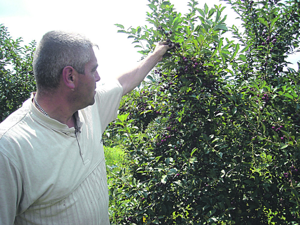Višnja sazrela, a kriju joj cenu